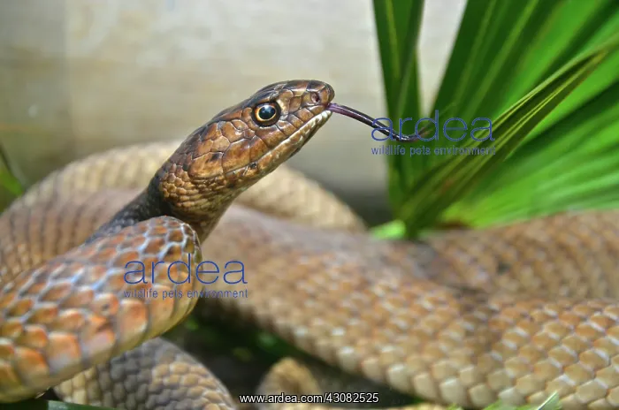 : Eastern Coachwhip snake : Eastern Coachwhip snake