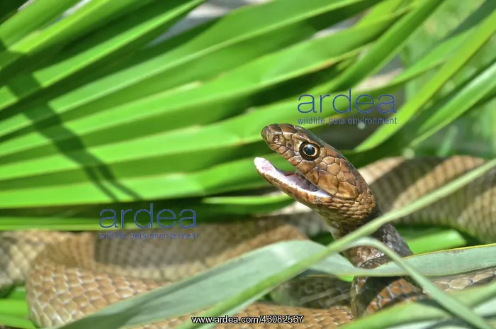 : Eastern Coachwhip snake : Eastern Coachwhip snake
