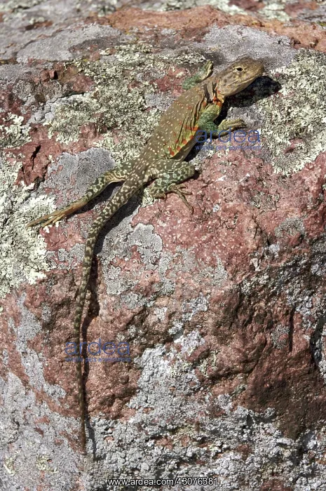 : Eastern Collared Lizard : Eastern Collared Lizard