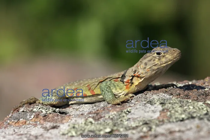 : Eastern Collared Lizard : Eastern Collared Lizard
