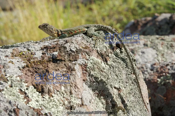 : Eastern Collared Lizard : Eastern Collared Lizard