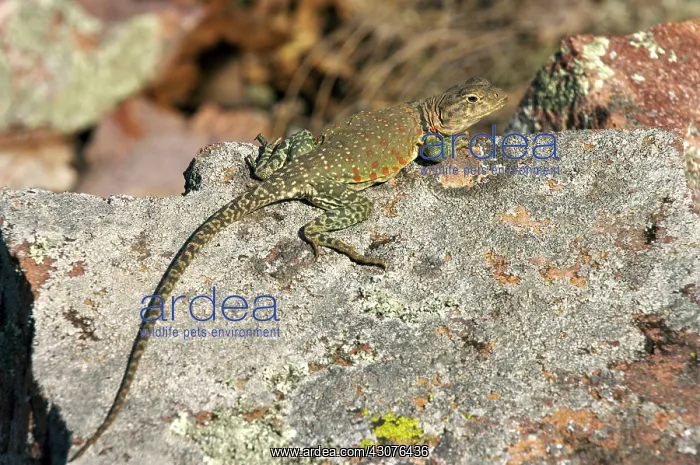 : Eastern Collared Lizard : Eastern Collared Lizard