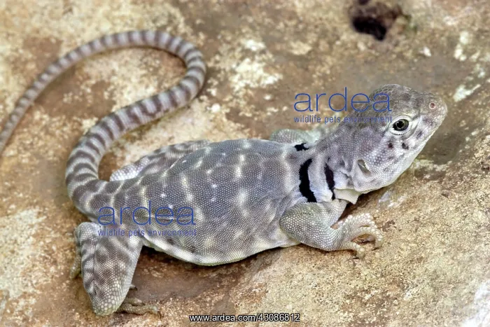 : Eastern Collared Lizard : Eastern Collared Lizard