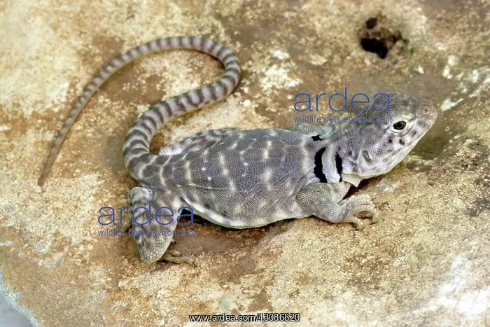 : Eastern Collared Lizard : Eastern Collared Lizard