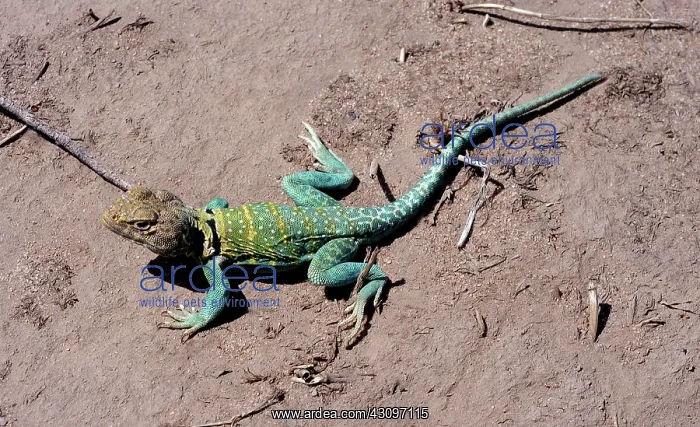 : Eastern Collared Lizard : Eastern Collared Lizard
