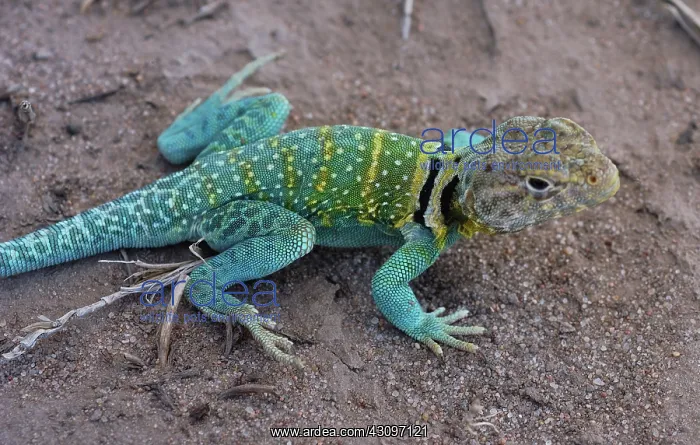 : Eastern Collared Lizard : Eastern Collared Lizard