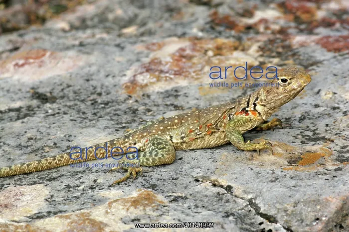 : Eastern Collared Lizard : Eastern Collared Lizard