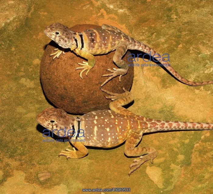 : Eastern Collared Lizards : Eastern Collared Lizards