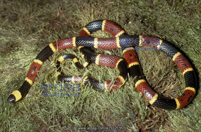 : Eastern Coral Snake : Eastern Coral Snake