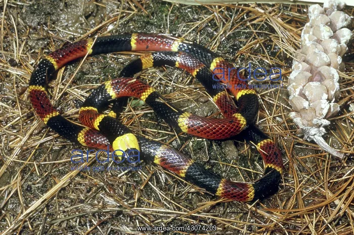 : Eastern Coral Snake : Eastern Coral Snake