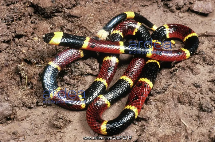 : Eastern Coral Snake : Eastern Coral Snake