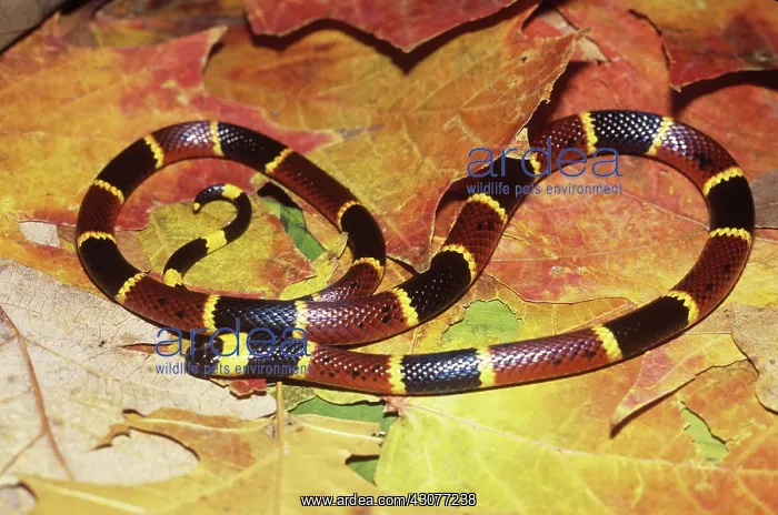 : Eastern Coral Snake : Eastern Coral Snake