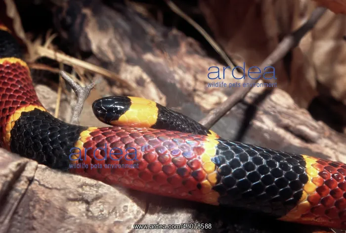 : Eastern Coral Snake : Eastern Coral Snake