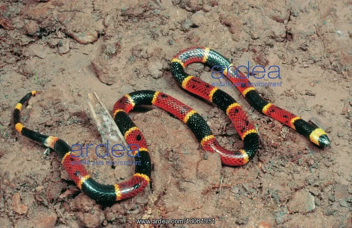 : Eastern Coral Snake : Eastern Coral Snake