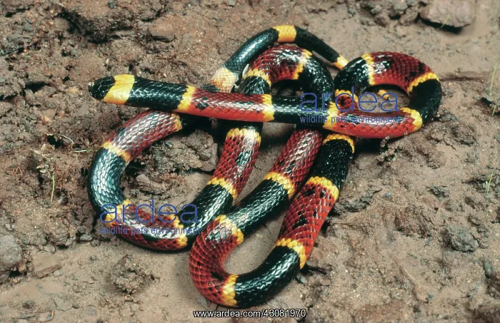 : Eastern Coral Snake : Eastern Coral Snake