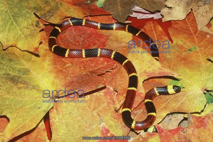 : Eastern Coral Snake (Micrurus fulvius) : Eastern Coral Snake (Micrurus fulvius)