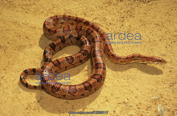 : Eastern Corn Snake : Eastern Corn Snake