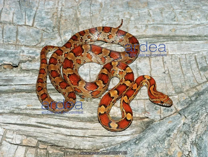 : Eastern Corn Snake : Eastern Corn Snake