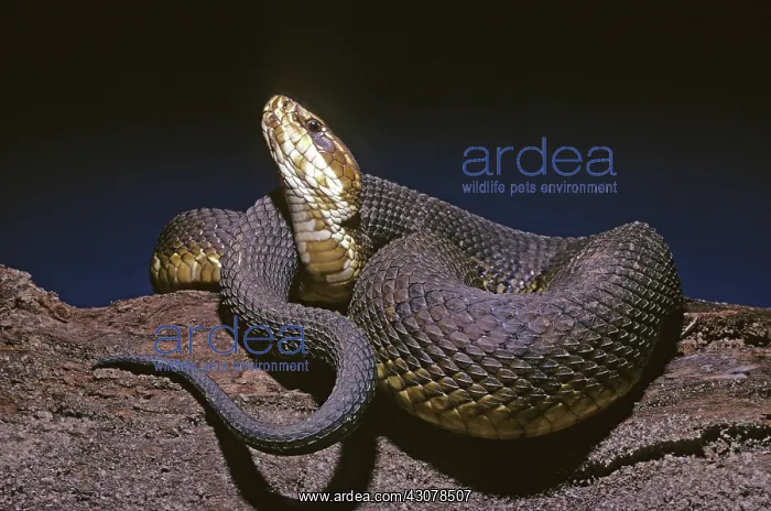 : Eastern Cottonmouth : Eastern Cottonmouth