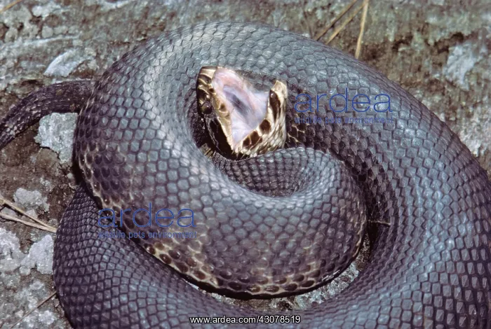 : Eastern Cottonmouth : Eastern Cottonmouth