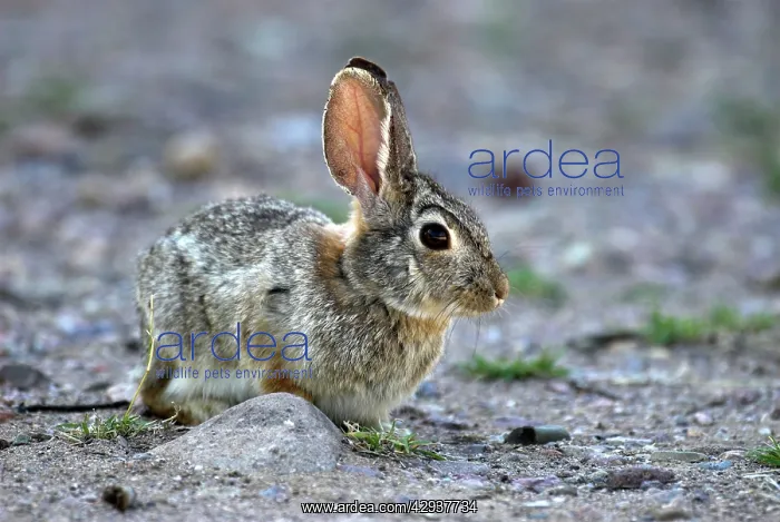 : Eastern Cottontail : Eastern Cottontail