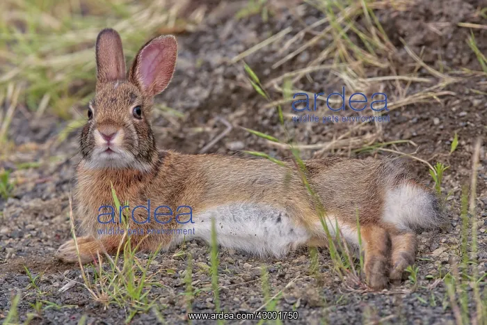 : Eastern Cottontail - laying down in a saltmarsh path : Eastern Cottontail - laying down in a saltmarsh path