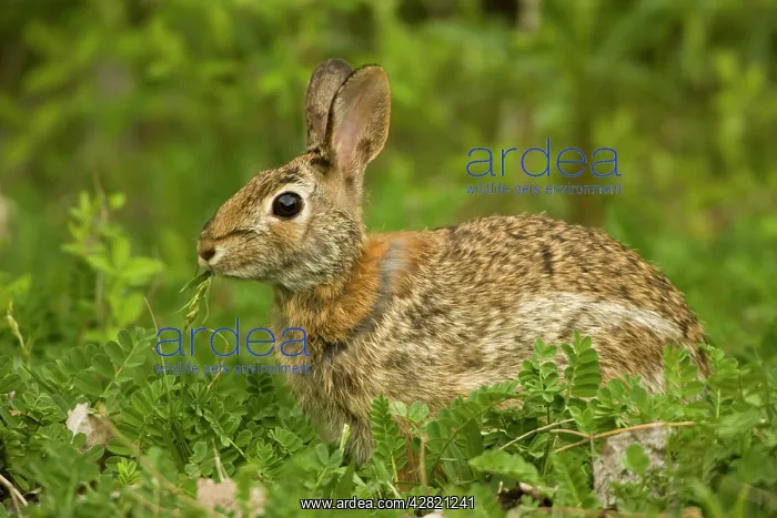 : Eastern Cottontail Rabbit : Eastern Cottontail Rabbit