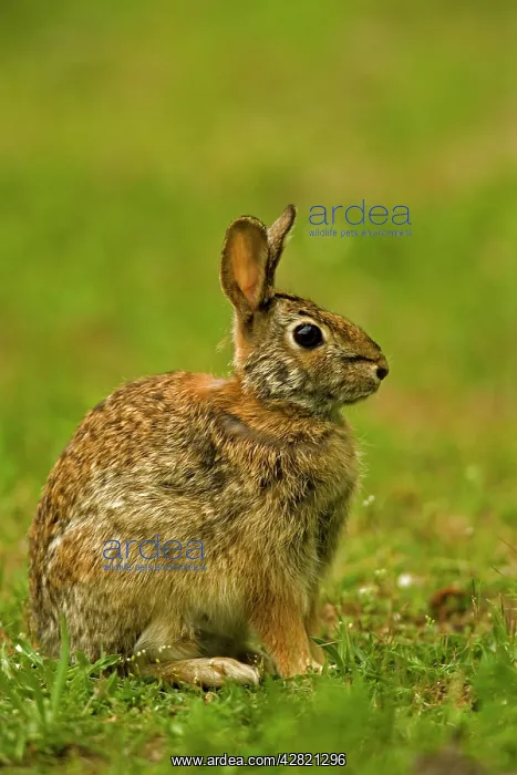 : Eastern Cottontail Rabbit : Eastern Cottontail Rabbit