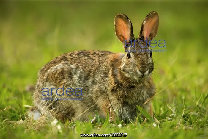 : Eastern Cottontail Rabbit : Eastern Cottontail Rabbit