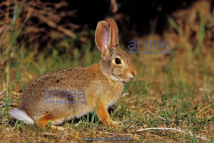 : Eastern Cottontail Rabbit : Eastern Cottontail Rabbit