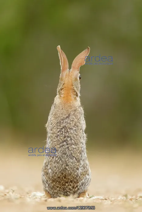 : Eastern Cottontail Rabbit : Eastern Cottontail Rabbit