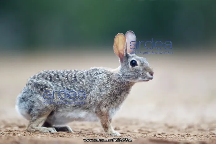 : Eastern Cottontail Rabbit : Eastern Cottontail Rabbit