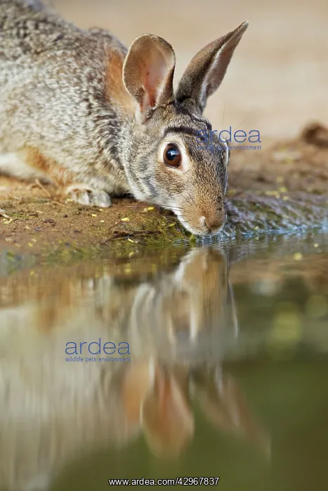 : Eastern Cottontail Rabbit - drinking : Eastern Cottontail Rabbit - drinking