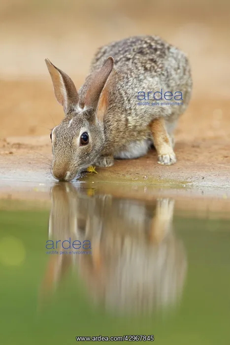 : Eastern Cottontail Rabbit - drinking : Eastern Cottontail Rabbit - drinking