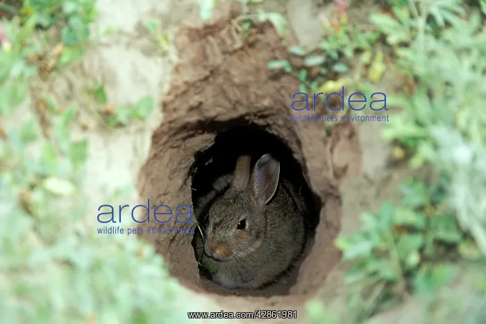 : Eastern Cottontail RABBIT - hiding in Prairie dog hole : Eastern Cottontail RABBIT - hiding in Prairie dog hole