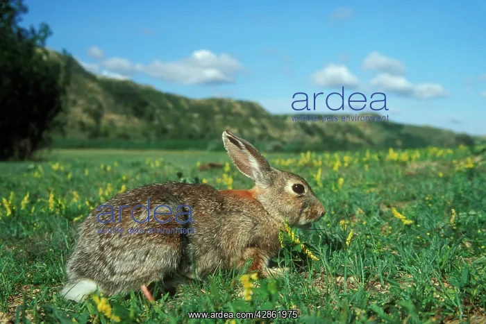 : Eastern Cottontail RABBIT - side view, on grass : Eastern Cottontail RABBIT - side view, on grass