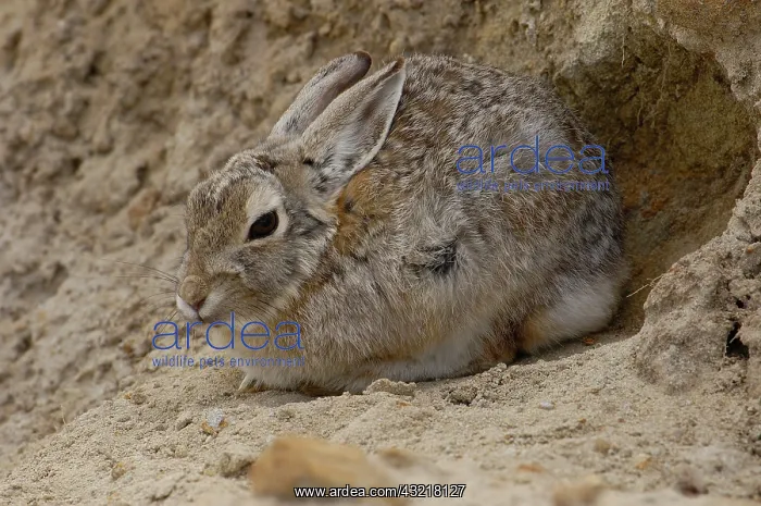 : Eastern Cottontail (Sylvilagus floridanus) : Eastern Cottontail (Sylvilagus floridanus)