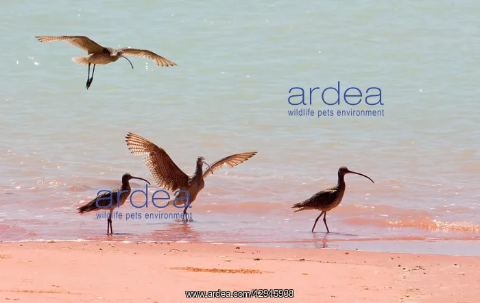 : Eastern Curlews : Eastern Curlews