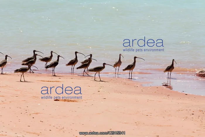  : Eastern Curlews