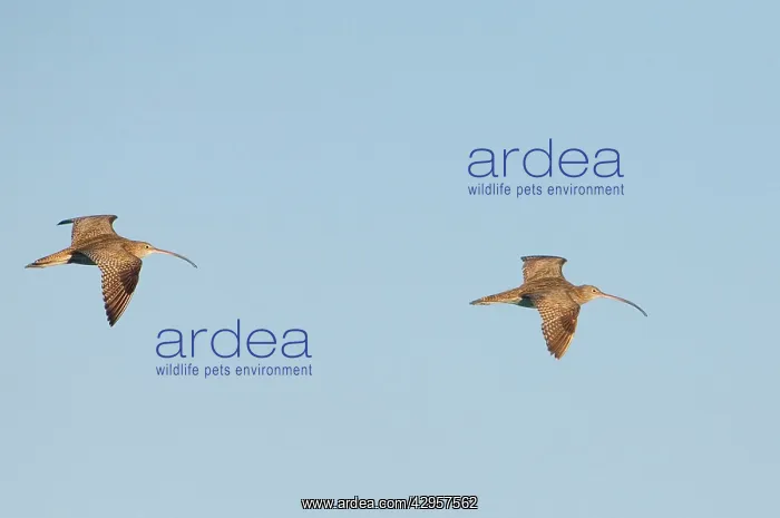 : Eastern Curlews - In flight : Eastern Curlews - In flight