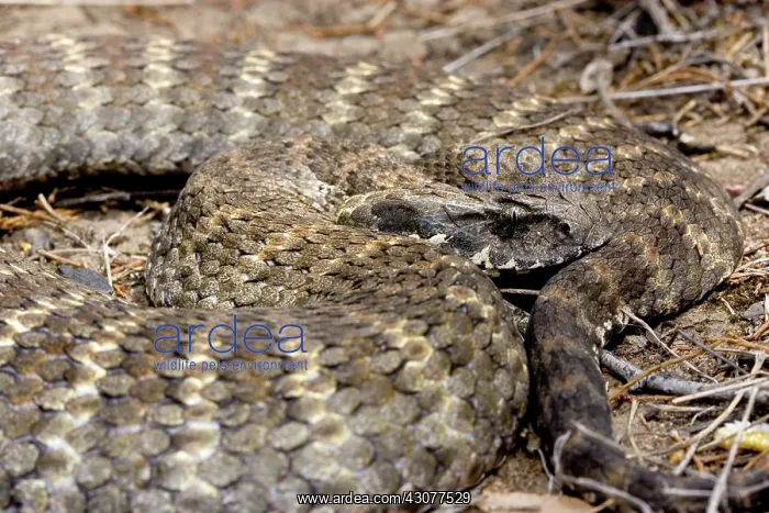 : Eastern death adder : Eastern death adder