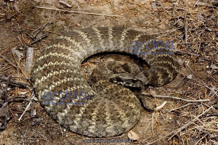 : Eastern death adder : Eastern death adder