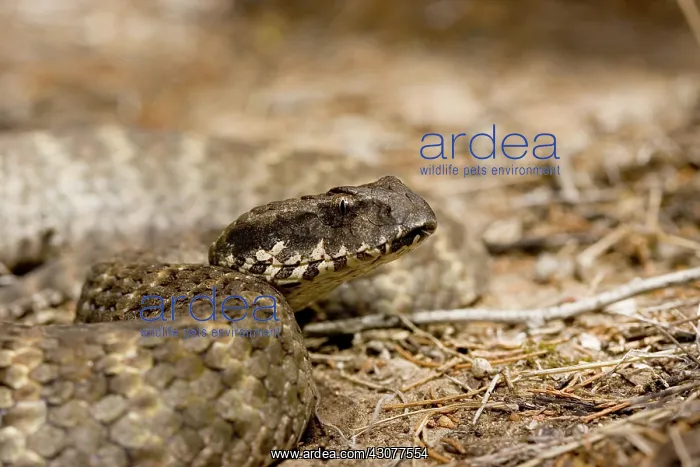 : Eastern death adder : Eastern death adder
