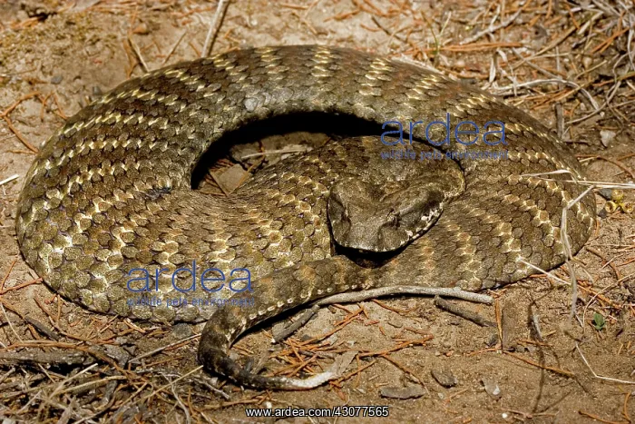 : Eastern death adder : Eastern death adder