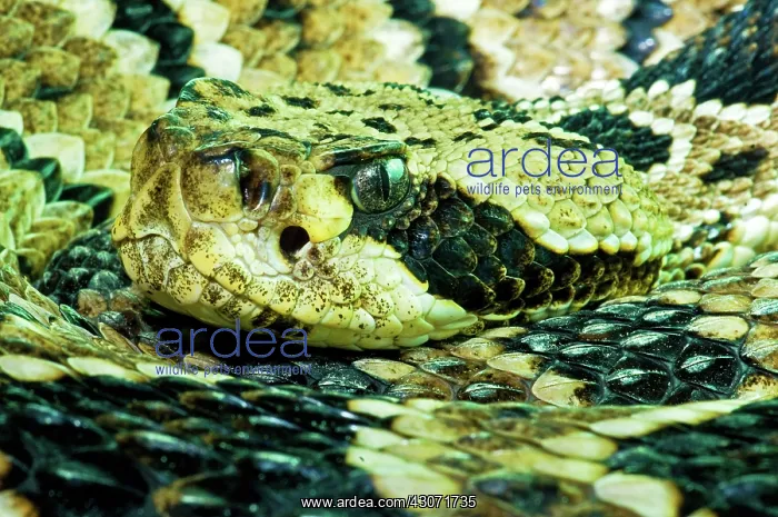 : Eastern Diamondback Rattlesnake : Eastern Diamondback Rattlesnake