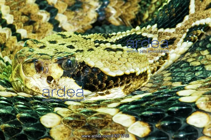 : Eastern Diamondback Rattlesnake : Eastern Diamondback Rattlesnake