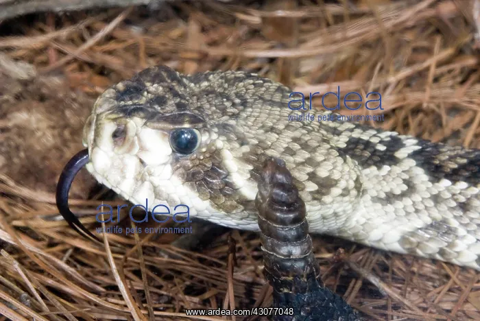 : Eastern Diamondback Rattlesnake : Eastern Diamondback Rattlesnake