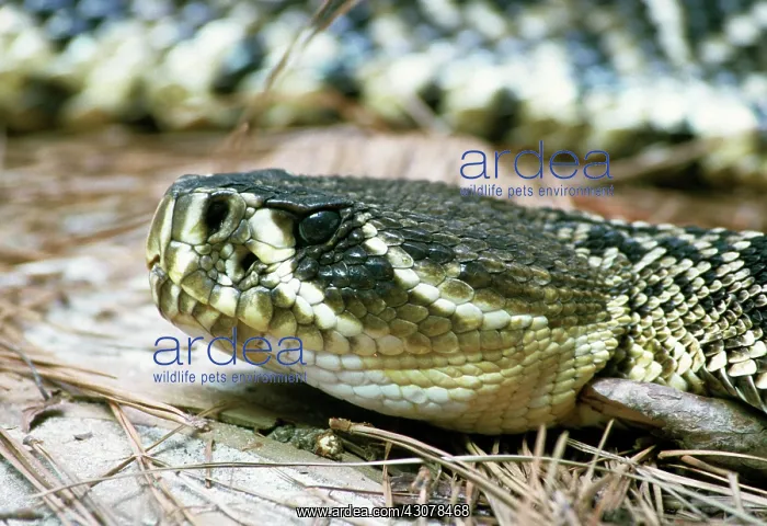 : Eastern Diamondback Rattlesnake : Eastern Diamondback Rattlesnake
