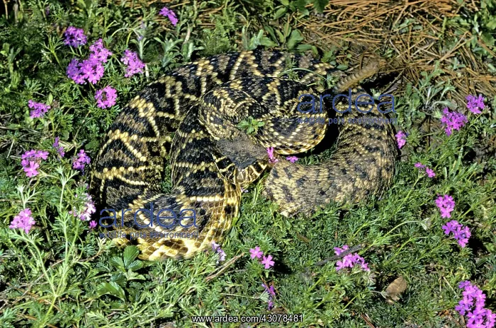 : Eastern Diamondback Rattlesnake : Eastern Diamondback Rattlesnake