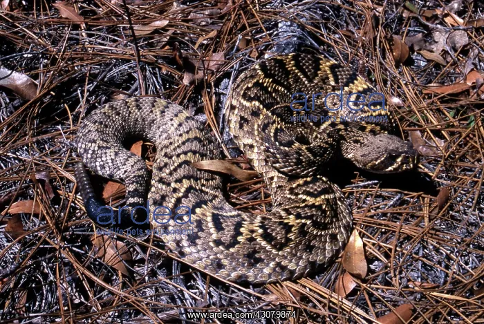 : Eastern Diamondback Rattlesnake : Eastern Diamondback Rattlesnake